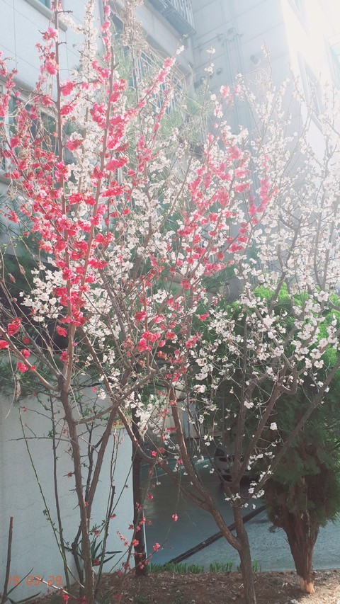 spring, flower wallpapers