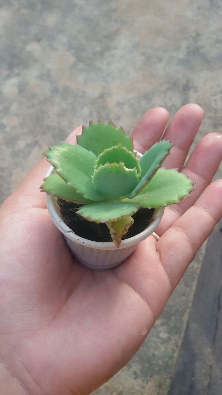 pequena