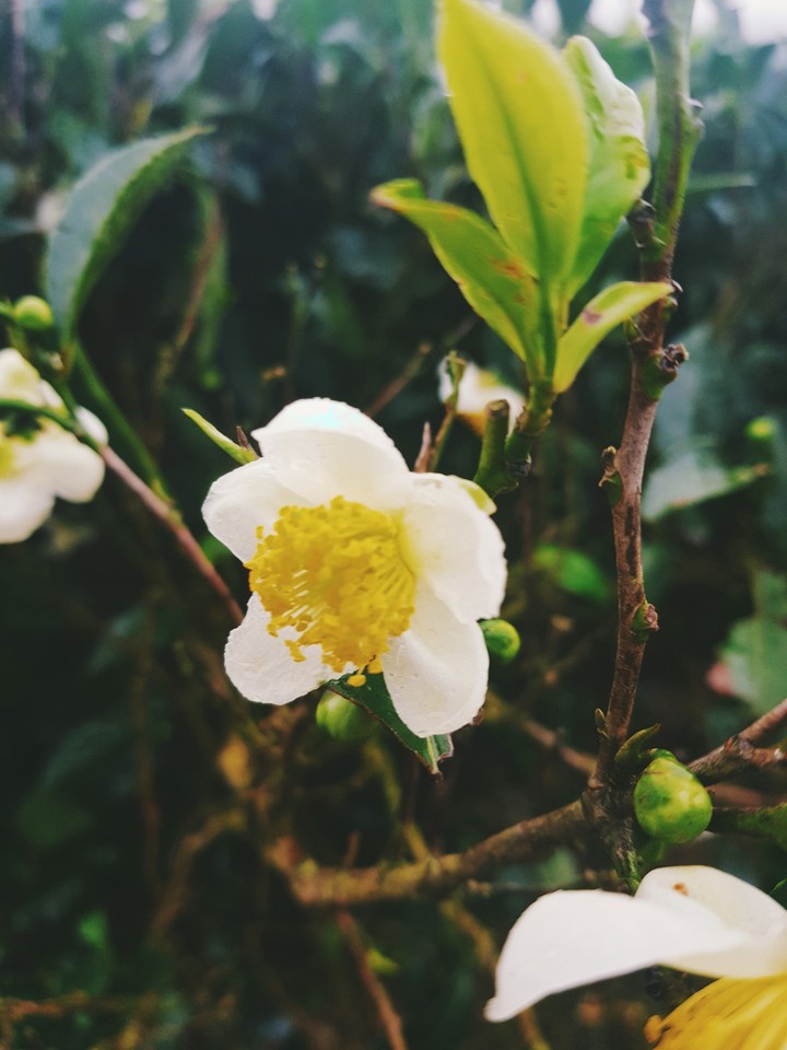 coffee flower