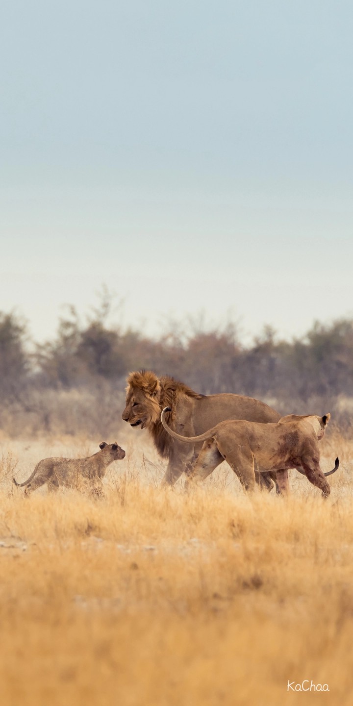 lion family