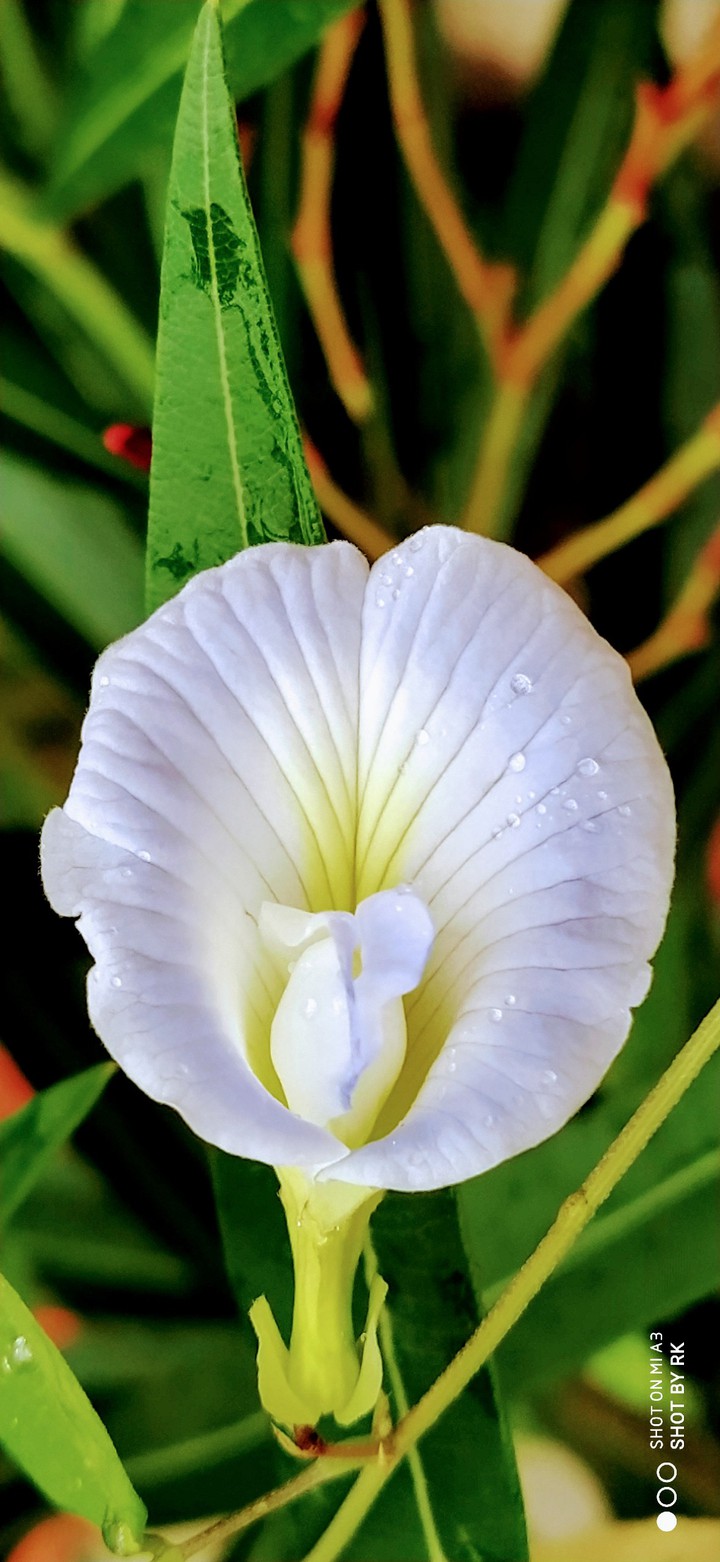 flower beauty ❤️❤️...