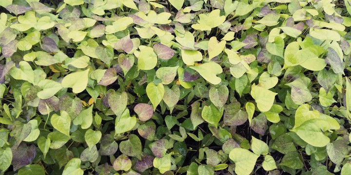 Heart shaped plant