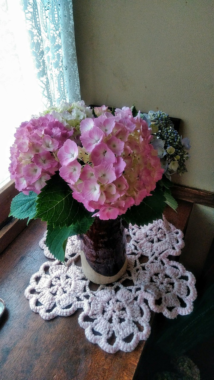 hydrangea