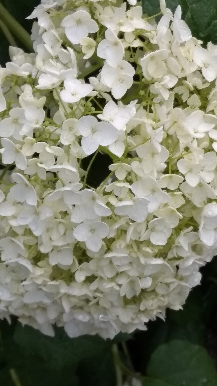 white flowers
