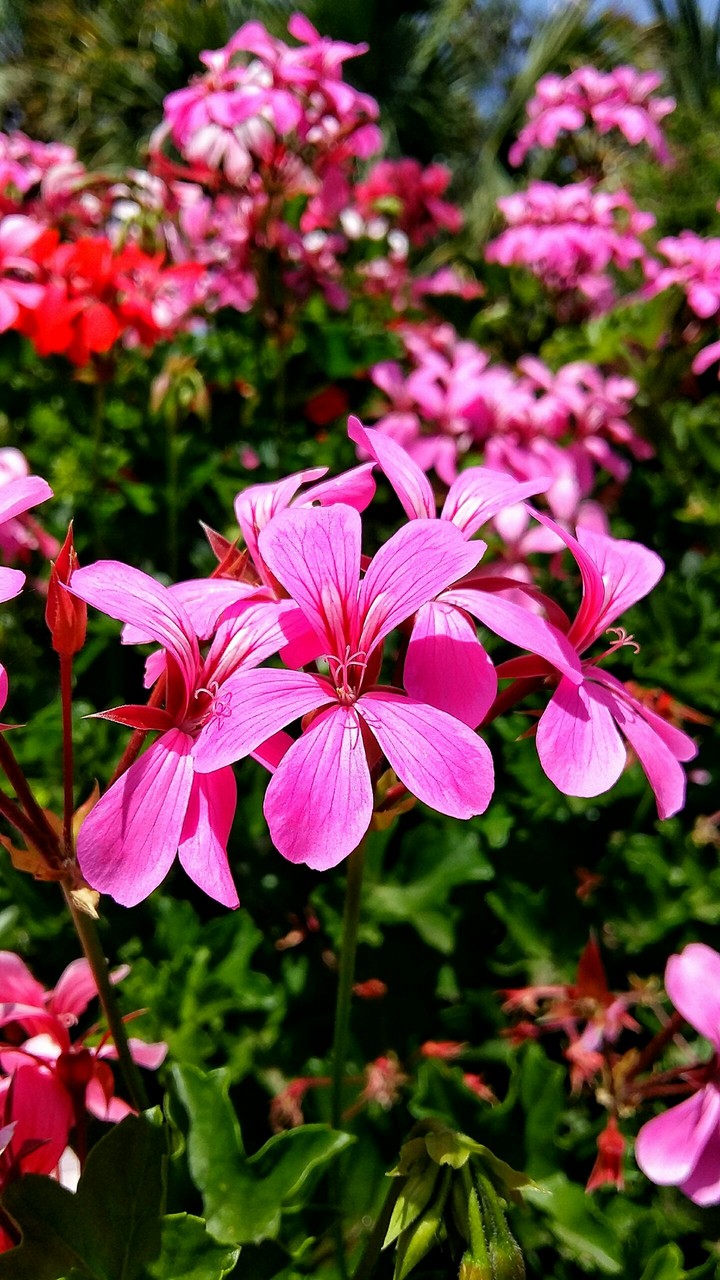 colors flower's