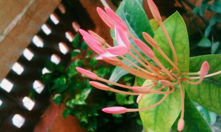 buds