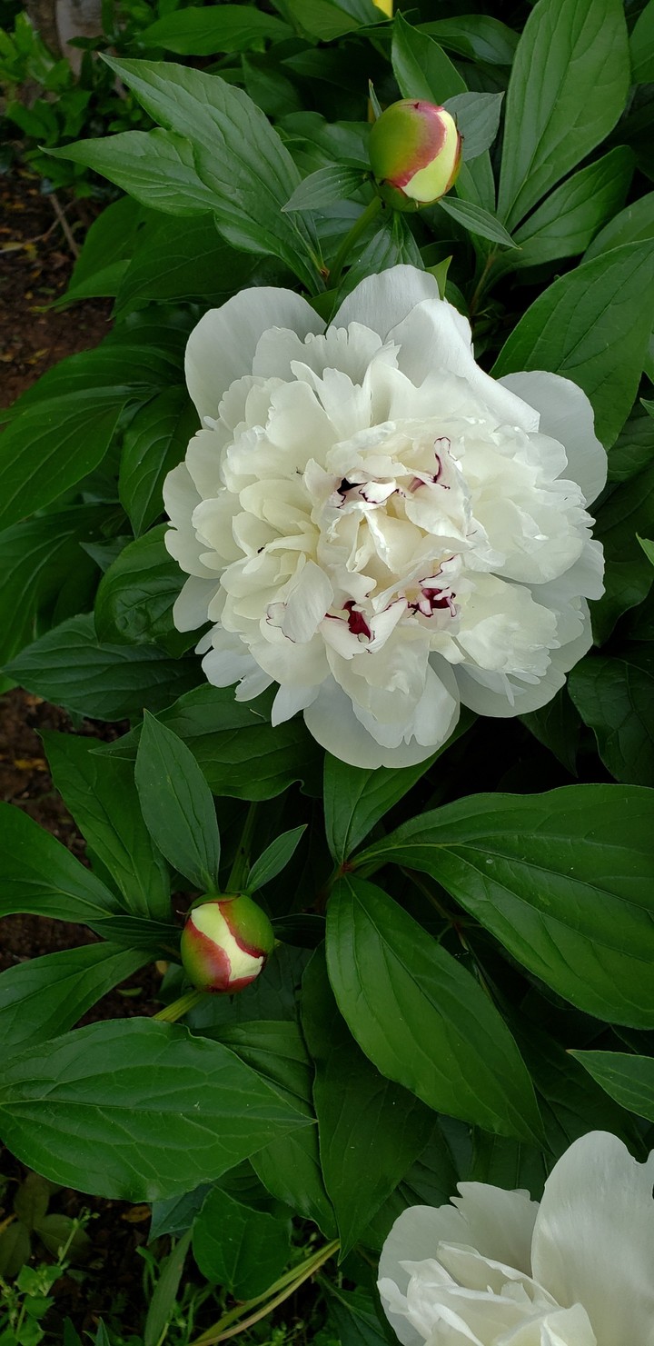 Peony