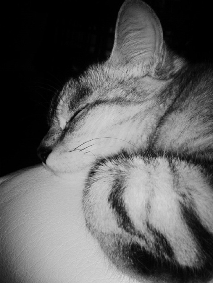Katze (Luna)