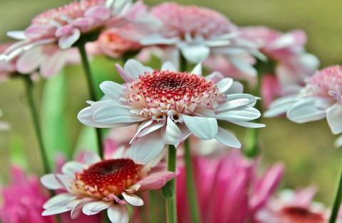 gerbera, flower wallpapers