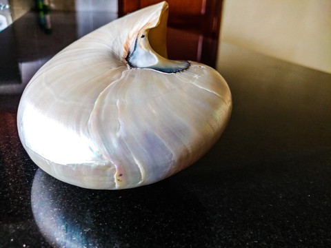 shell on the Mable