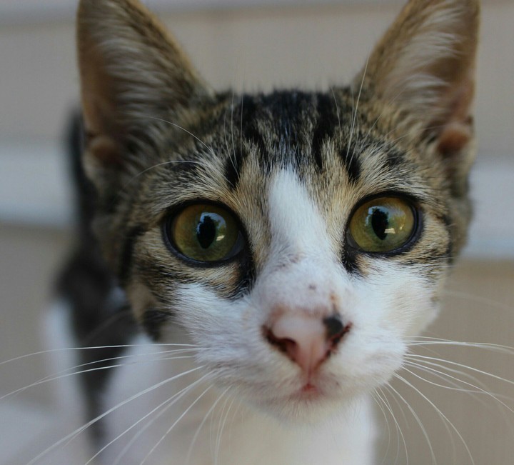 whiskers