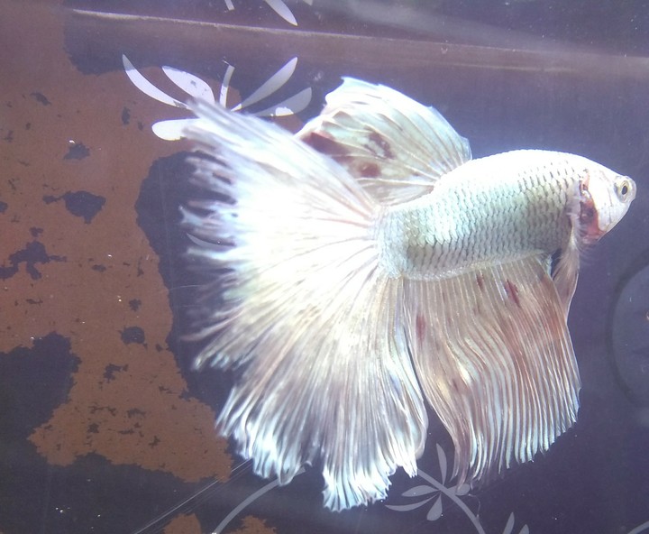 betta hm cooper