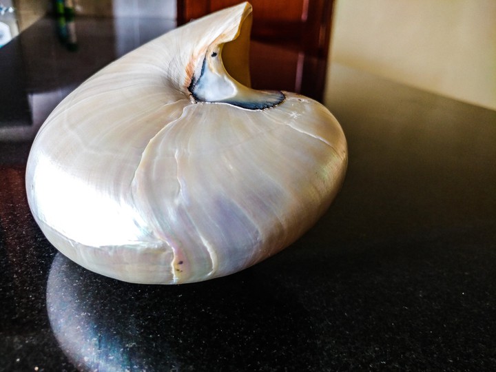 shell on the Mable