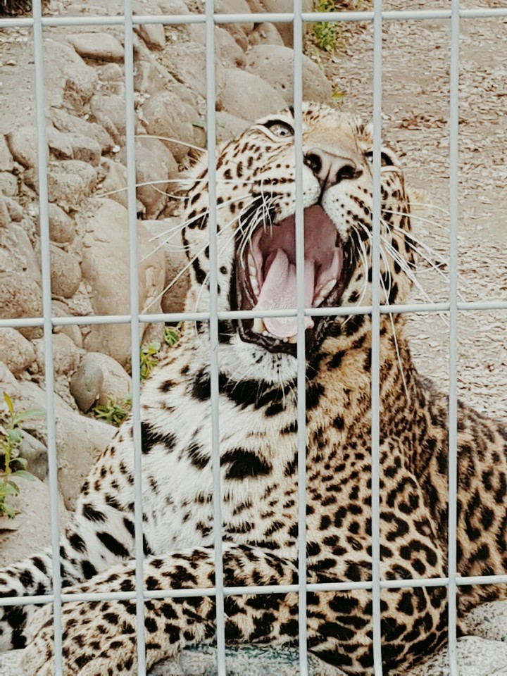 Leopard