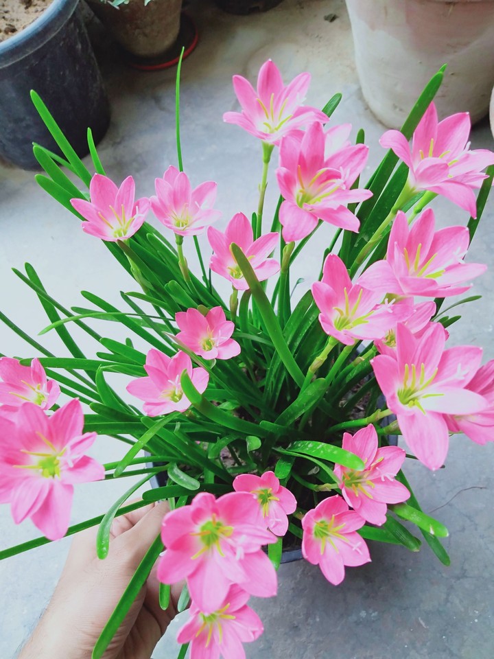 Rain lily