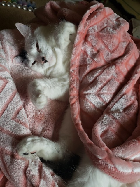 Cats