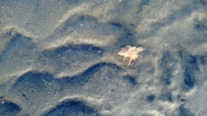 seashell