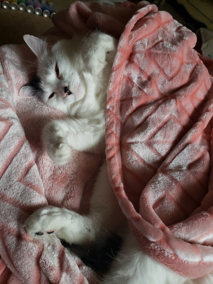 Cats