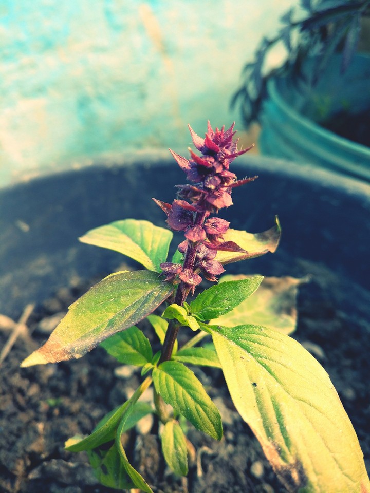 flower