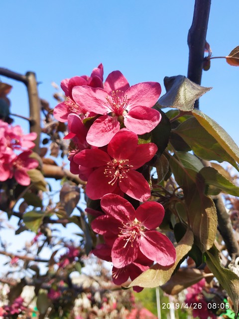 spring, paradise apples