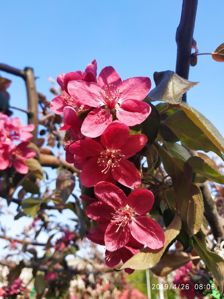 spring, paradise apples