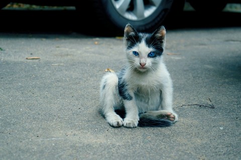 cat