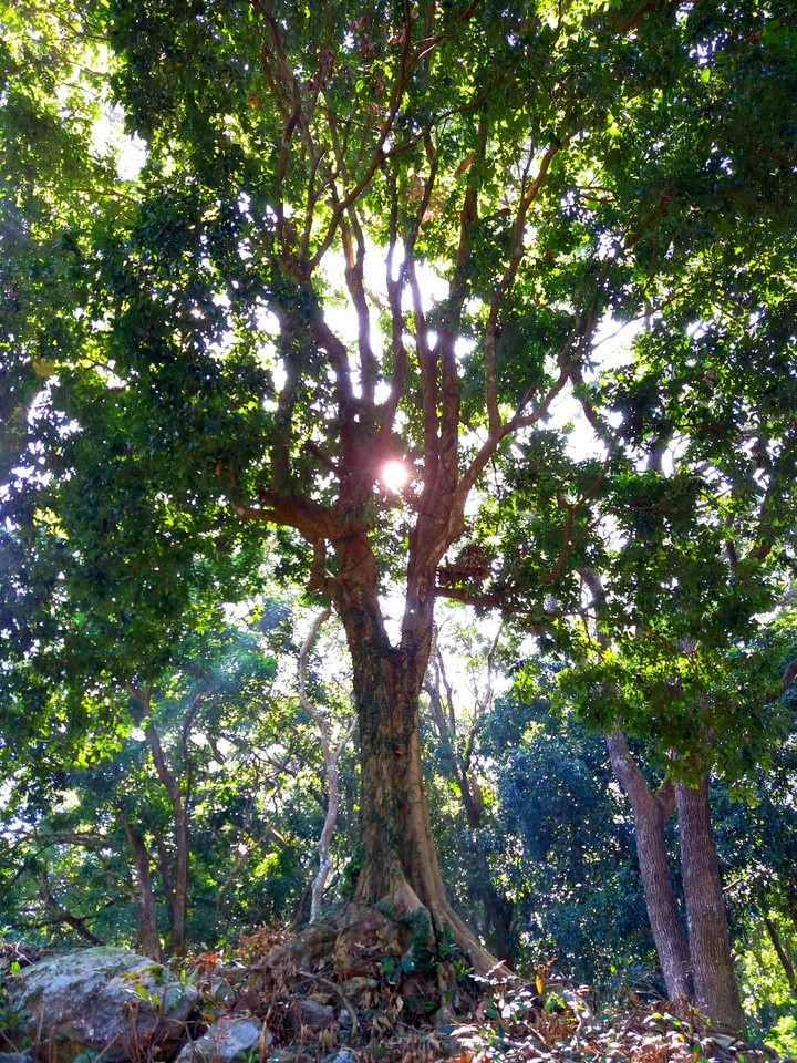 Tree