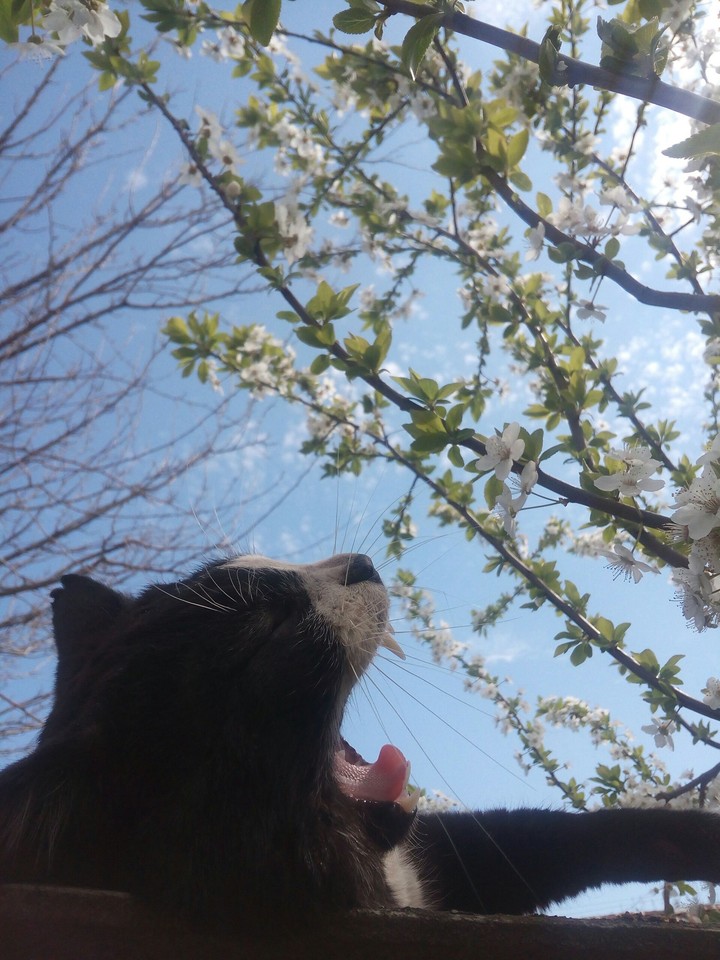 cat and spring