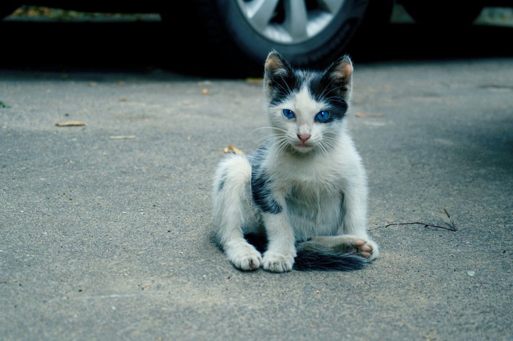 cat