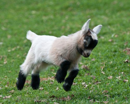 goat