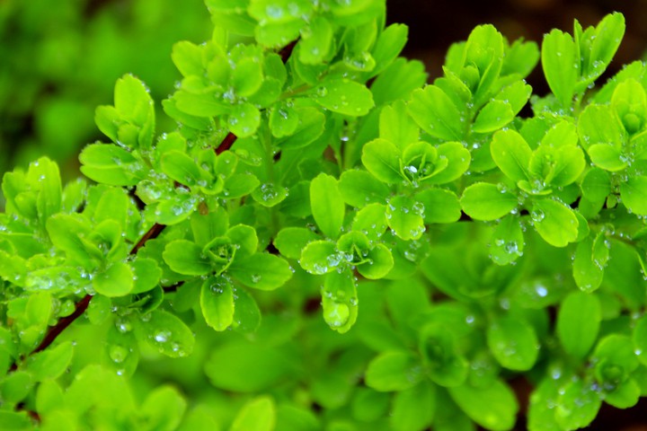 After the rain