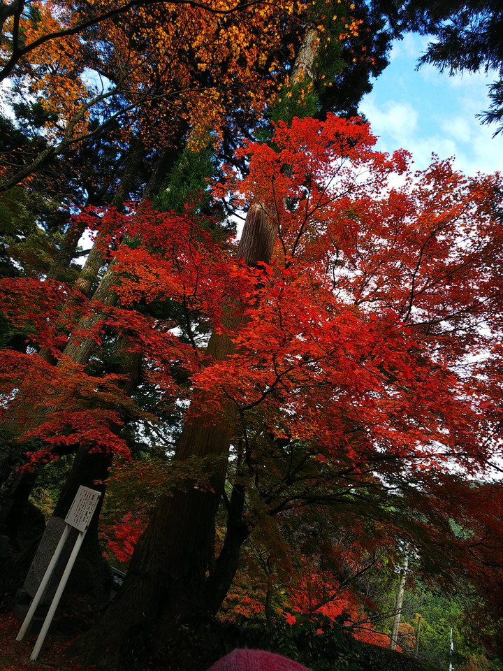 Autumn leaves