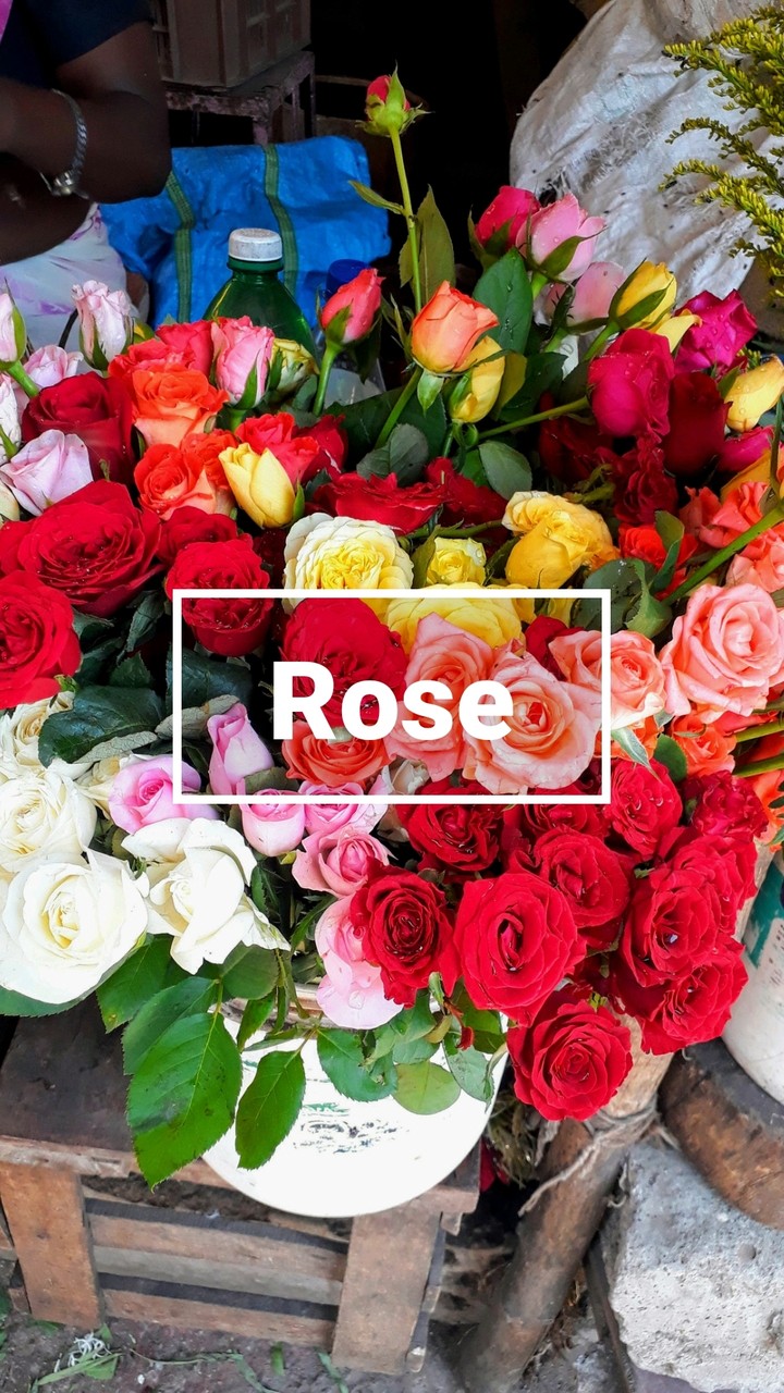 Rose
