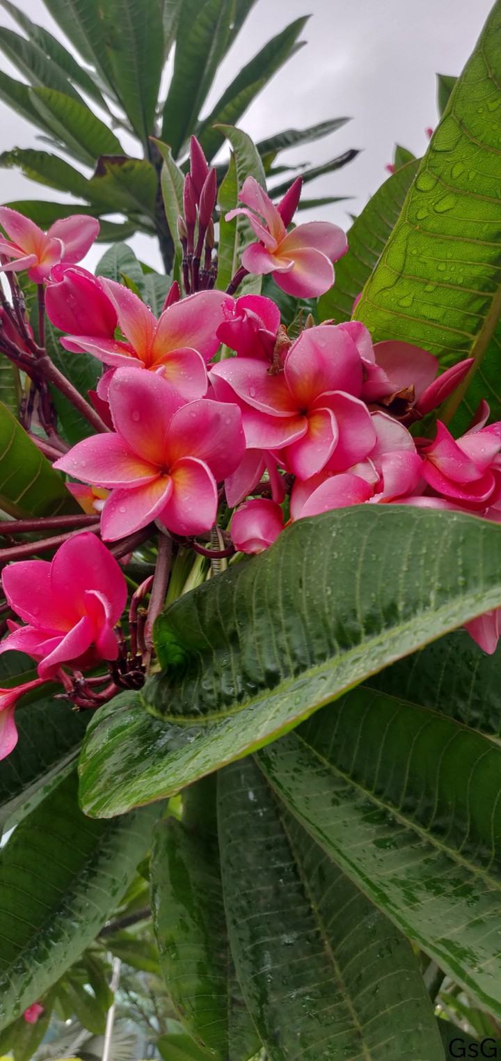 Red frangipani