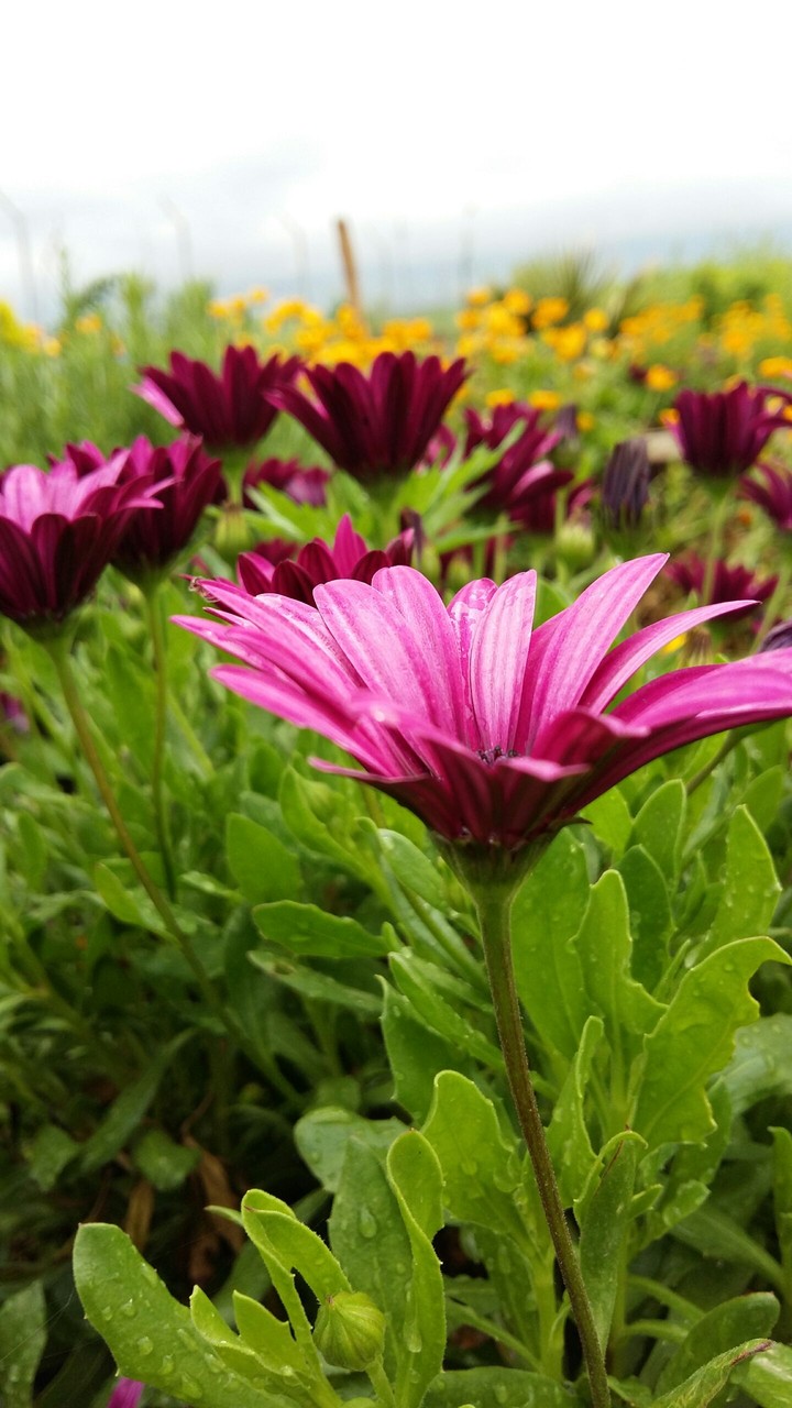natural flower 
