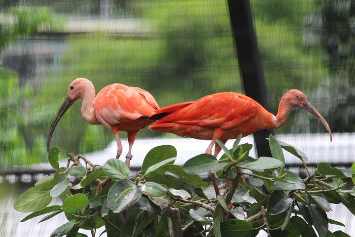 Birds
