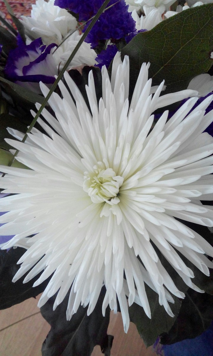 beautiful and white