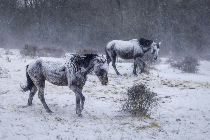 horses in a snow storm