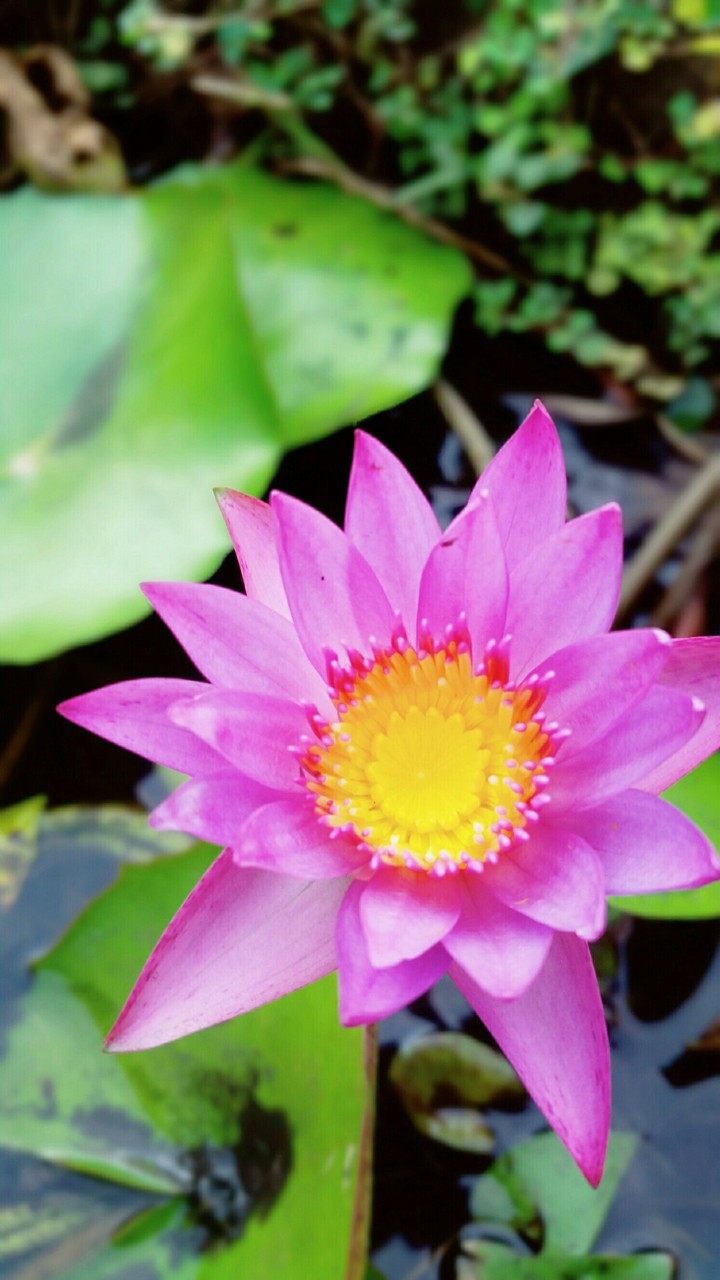colourblock flower