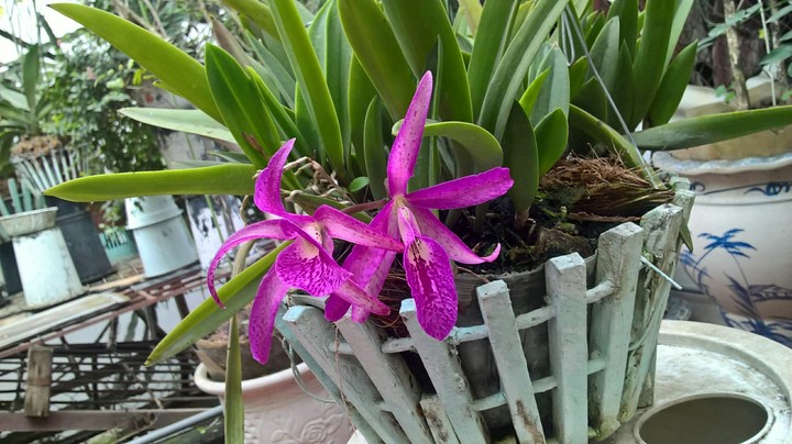 My orchids