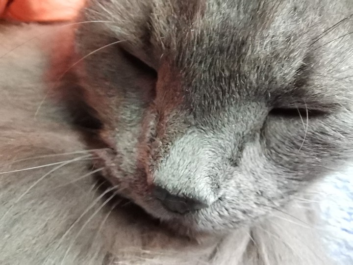 кот