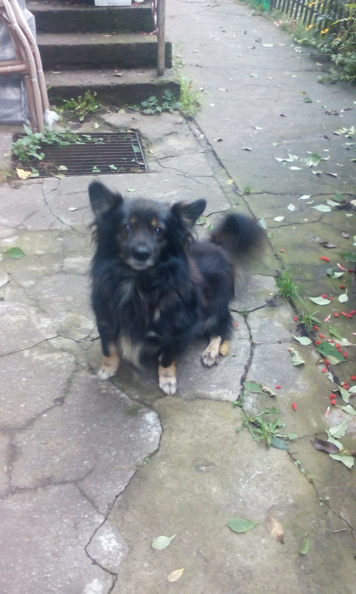 maxi