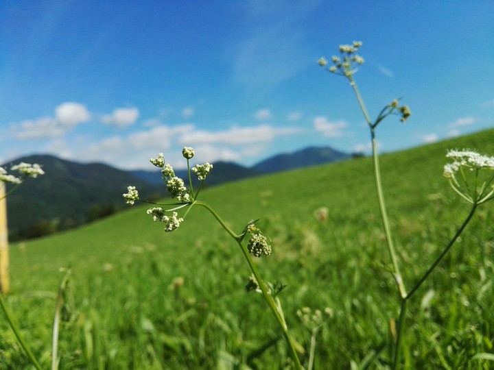 Flowers in the Alpen
