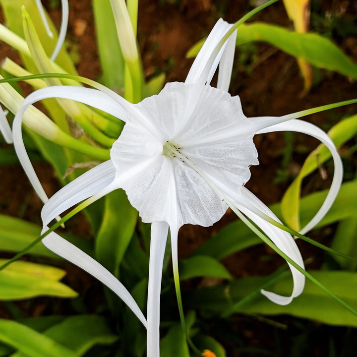 white Lily