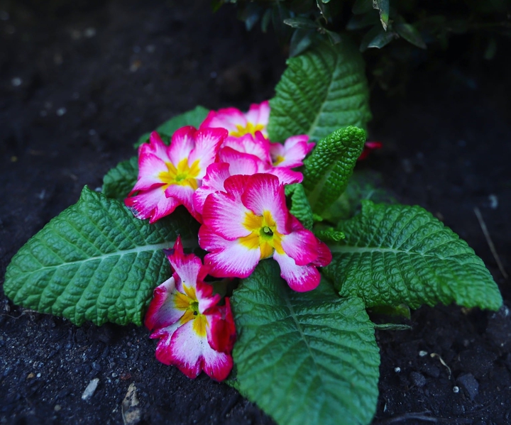 Pink Flower