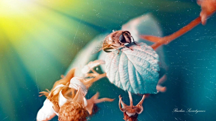 природа