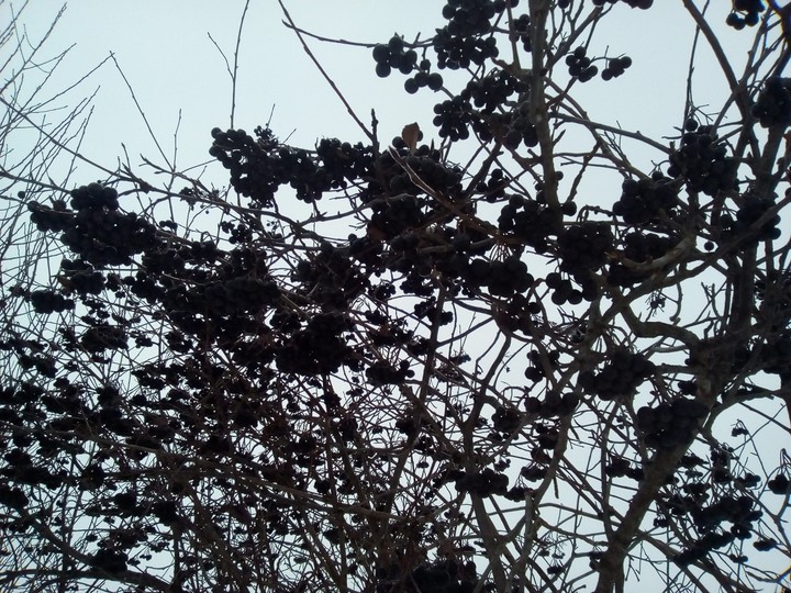 rowan