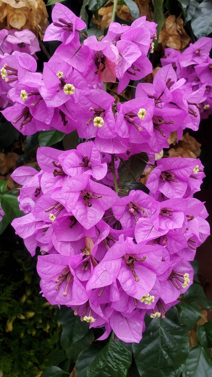 flower
