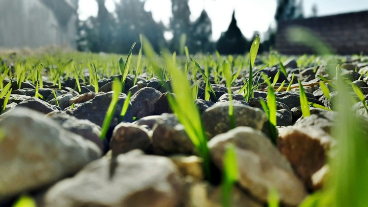 Green land