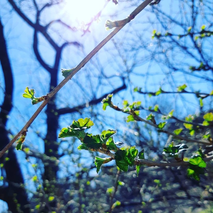 green leaf